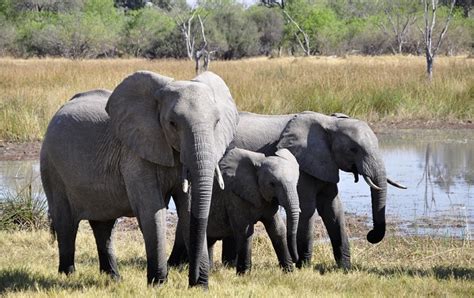 We have a number of leading brands in the different product. Zimbabwe Sold 93 Elephants to China and 4 to Dubai