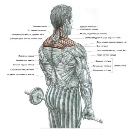Анатомия и функции трапециевидной мышцы