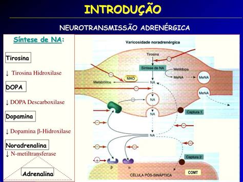 Beta-agonistas De Longa Duração