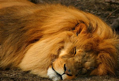 The Lion Sleeps Tonight Photograph By Cindy Haggerty Fine Art America