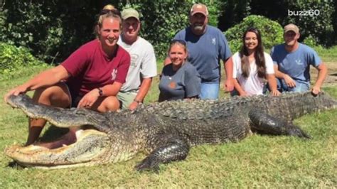 Record Breaking Alligator Caught In Mississippi Aol News