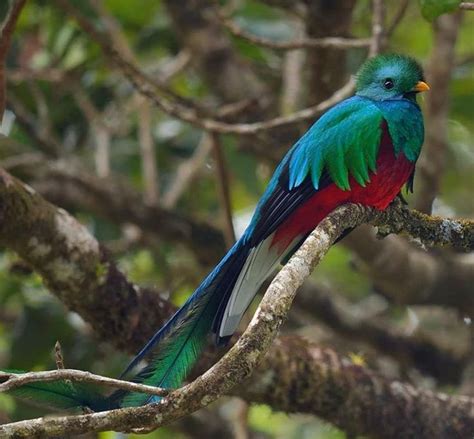 The Gorgeous Quetzal National Bird Of Guatemala Central America Pet