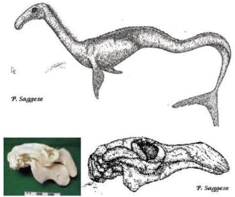 The Case Of The Cadborosaurus Carcass A Review — Tetrapod Zoology