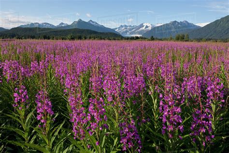 Scenic View Of A Field Of Fireweed With Mendenhall Glacier And Towers