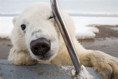 Curious Polar Bear Cub Takes Selfies Photos Social News Daily