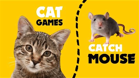 Cat Games Fast Mouse Hunt On Screen Youtube