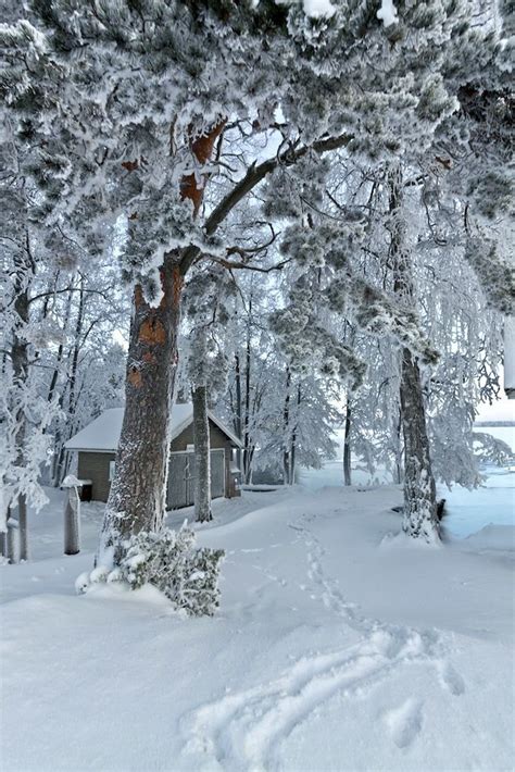 Melusineh Snow Trees Helsinki Finland Seasons