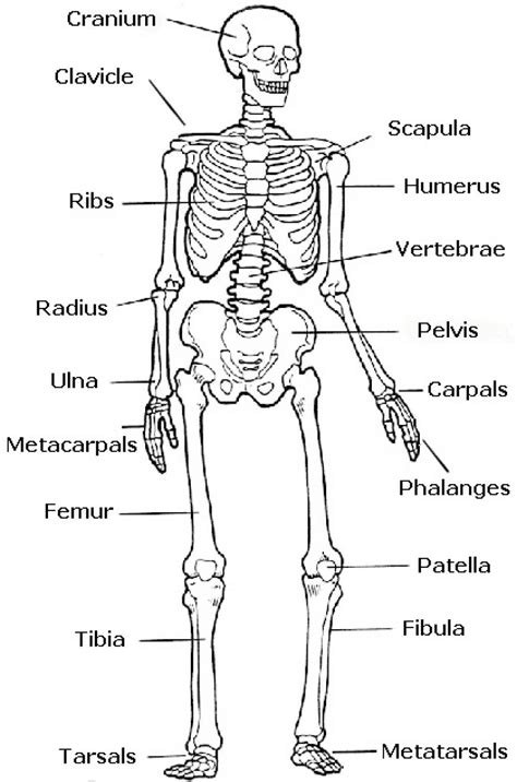 Bones Names Human Skeleton Printout