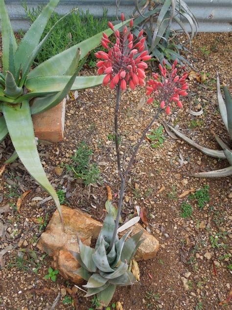 Agave albopilosa has been a very desirable plant for collectors. Aloe laeta - Agaveville