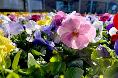 Pansies And Violas Spring Flowering Favorites Heritage Farm And Garden