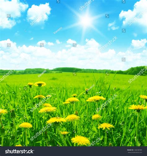 Green Meadow Yellow Dandelionsblue Sky Sun Stock Photo 128238785