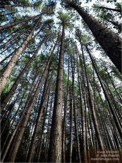 Photo Of Tall Pine Trees In A Forest Stock Image Mxi28401