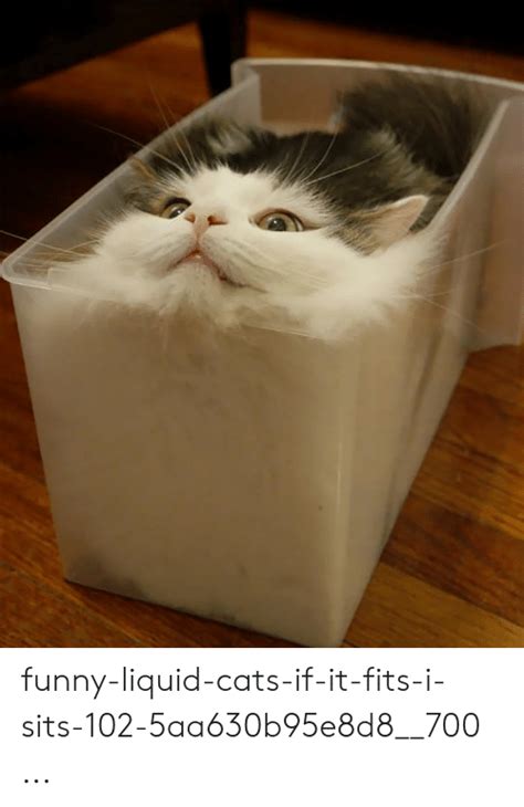 Funny Liquid Cats If It Fits I Sits 102 5aa630b95e8d8700 Cats Meme