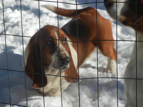Just let me know the best way. Basset Hound Puppies For Sale | Wilkesboro, NC #259545