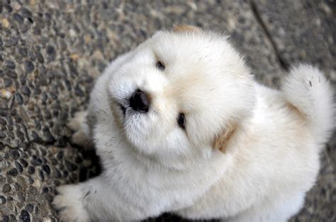 Chow Chow Puppy Picturescorgi Puppy Pictures