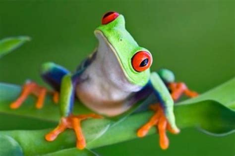 10 Interesting Amphibians Facts My Interesting Facts
