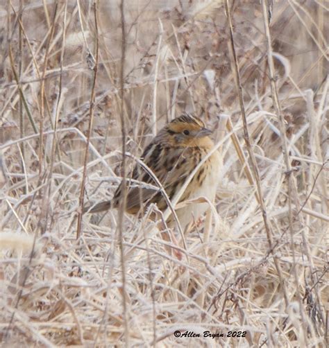 ebird checklist 31 jan 2022 brandon area 34 species