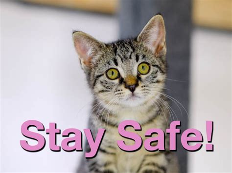 Stay Safe Dream Animal Rescue