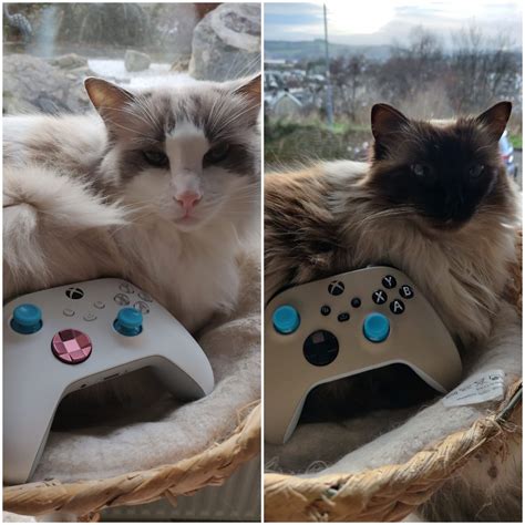 We Designed Our Xbox Pads After Our Cats Xboxone