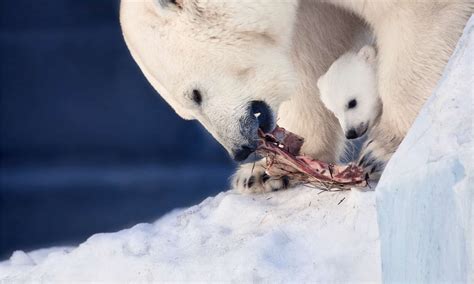 Arctic Polar Bear Eating