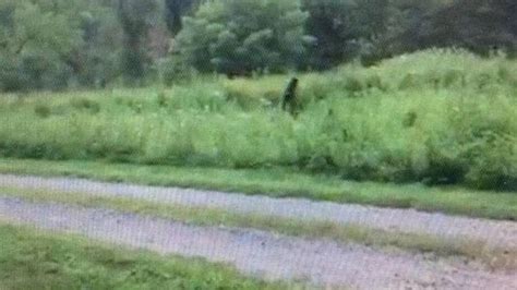 Man Claims To Have Videotaped Bigfoot In North Carolina Mountains The