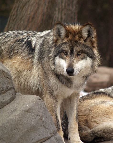 Groups Threaten To Sue Over Mexican Wolf Protections