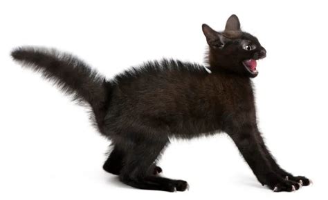 10 Cat Breeds With Thick Tails You Should Know About