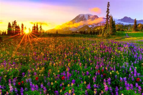 Mountain Wildflowers Wallpapers Wallpaper Cave