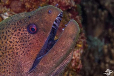 Giant Moray Eel Facts And Photographs Seaunseen