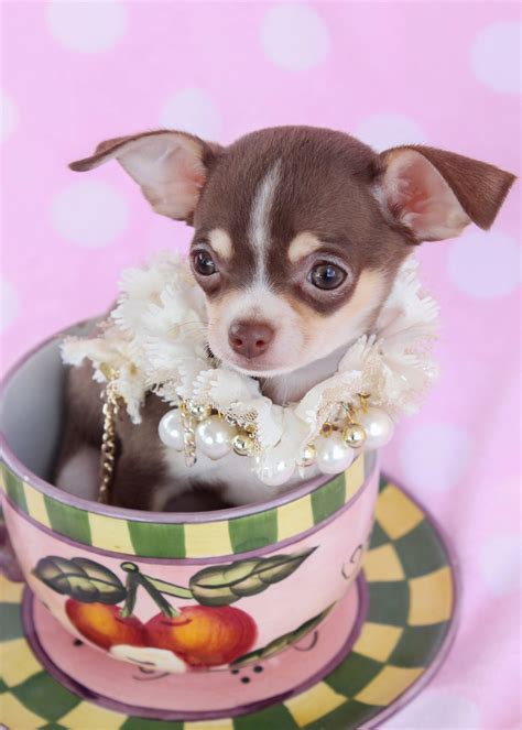Chihuahua Puppies For Sale At Teacups Puppies Teacups