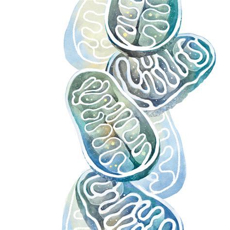 Mitochondria Art Print Science Art Poster Biology Print Etsy