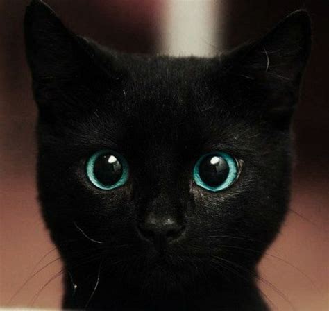 Baby Eye Color Black Kitten With Unusual Green Blue Turquoise Eyes