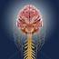 Central Nervous System Artwork Photograph By Science Photo Library