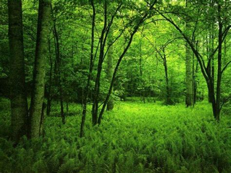 Free Download Green Forest Wallpaper Hd Dekstop 1024x768 For Your