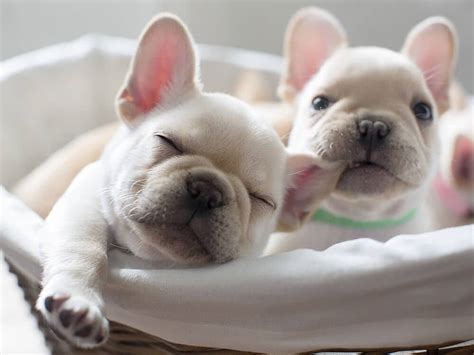 Their tiny bodies can barely contain all their clownish. How Much Are French Bulldogs?|Determine Price Factors|UKPets
