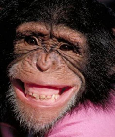 25 Funny Pictures Of Smiling Animals Fun Toxin