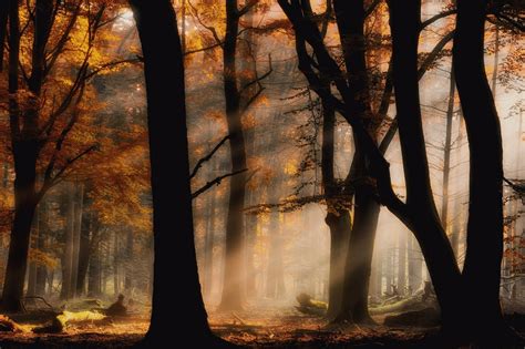 Wallpaper Sunlight Trees Landscape Lights Forest Fall Leaves