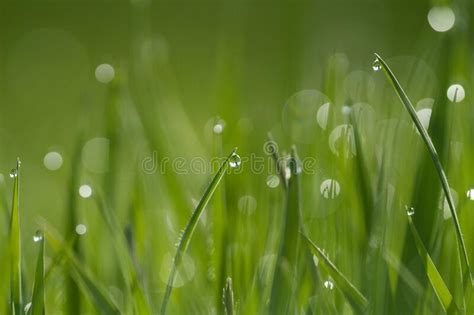 Dew Drops On Green Grass Green Toned Stock Image Image Of Bright