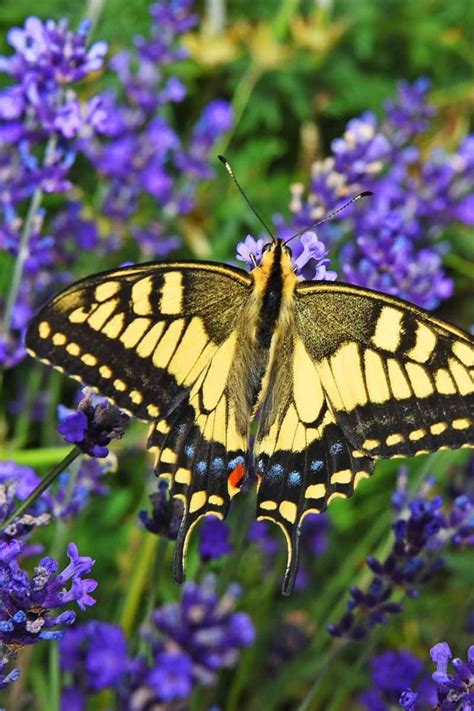 People are always looking for ways to attract butterflies to their garden. Attract Butterflies to Your Small Garden with These ...