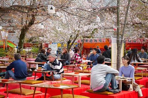Scotts Japan Travel Journal Cherry Blossom Report Kyoto Best
