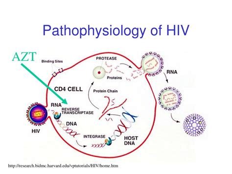Pathophysiology Of Hiv Infection