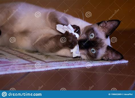 Beautiful Young Siamese Cat With Blue Eyes Lying On Its Side Plays With