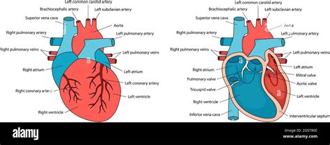 Corazón Anatómicamente Correcto Con Descripciones Anatomía Del Corazón