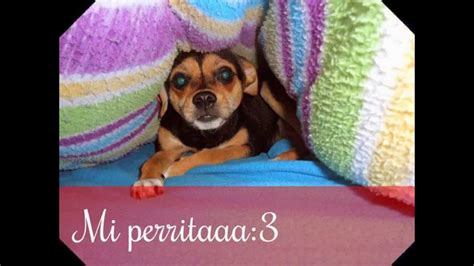 Mi Perrita YouTube