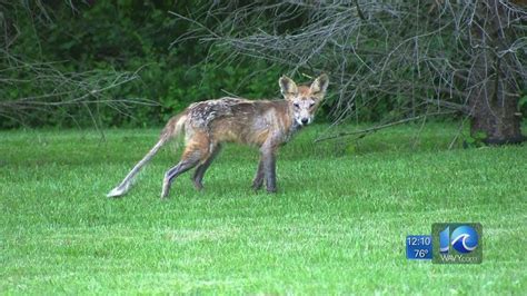 Maybe you would like to learn more about one of these? Officials: Be aware of Mangey foxes in Va. Beach - YouTube