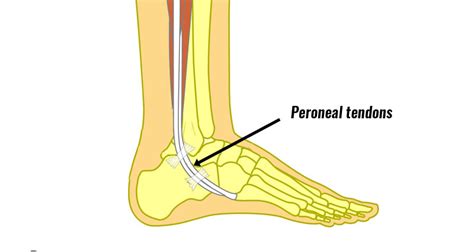 The Peroneals Peroneus Longus Pain When Running Physionorth