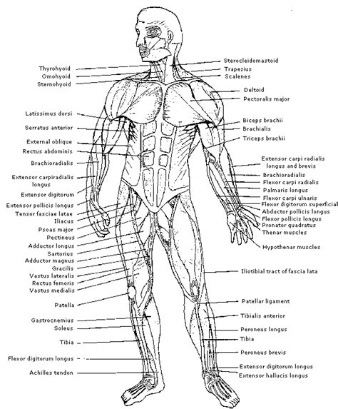 There are over 630 muscles in the human body; Human Muscles Biology Coloring Page - Coloring Home