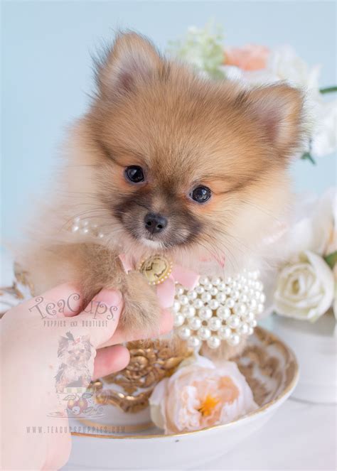 Adorable Pomeranian Puppy Teacups Puppies And Boutique