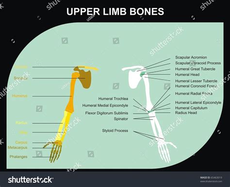 The density of blood is only slightl. Vector - Upper Limb Bones Of Human Body - All Major Bones ...