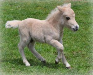 baby horse    called facts pictures horsebreedspicturescom